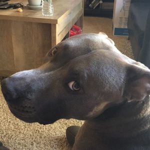 Meet your Posher, Randall